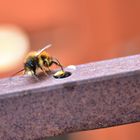 Wilde Bienen I