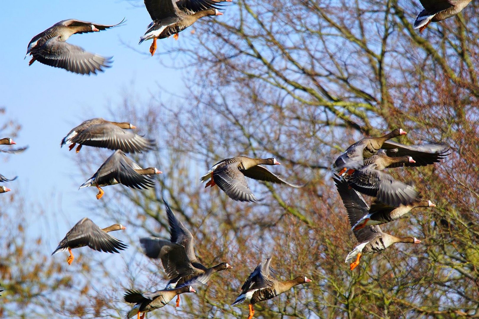 Wilde Blässgänse am Niederrhein. 