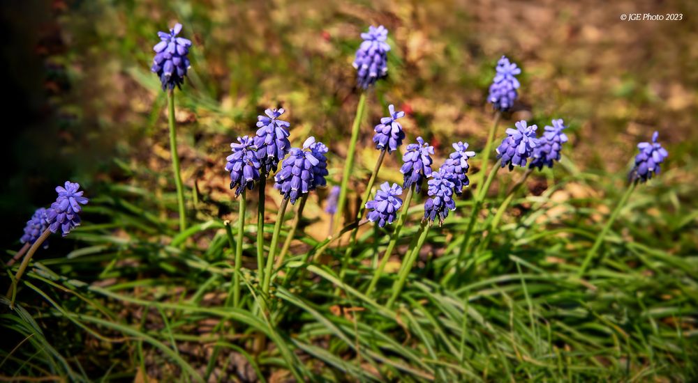 Wilde blaue Primeln