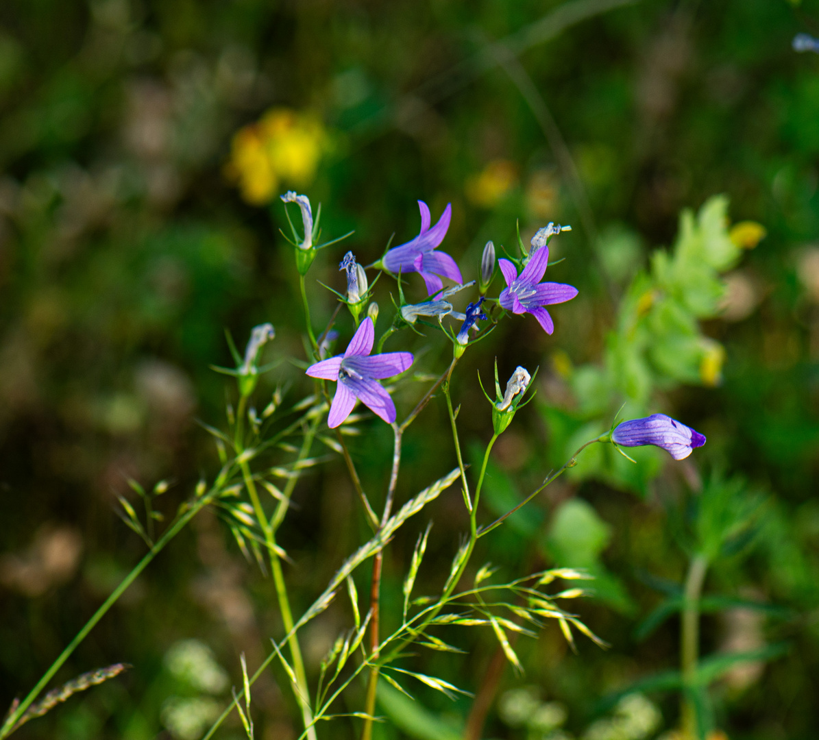 Wilde Blümchen