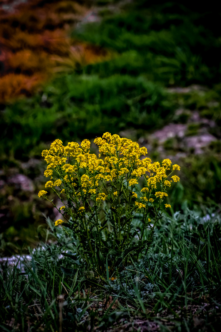 Wilde Blümchen