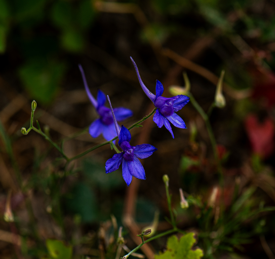 Wilde Blümchen