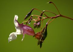 Wilde Blüte