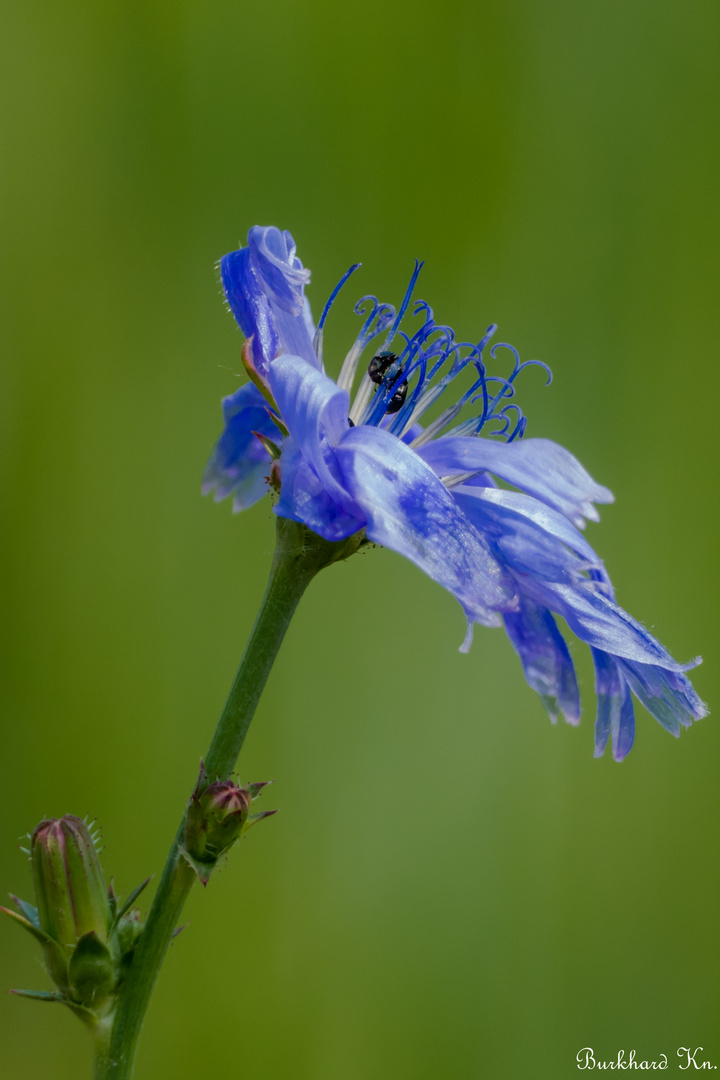 wilde Blüte...