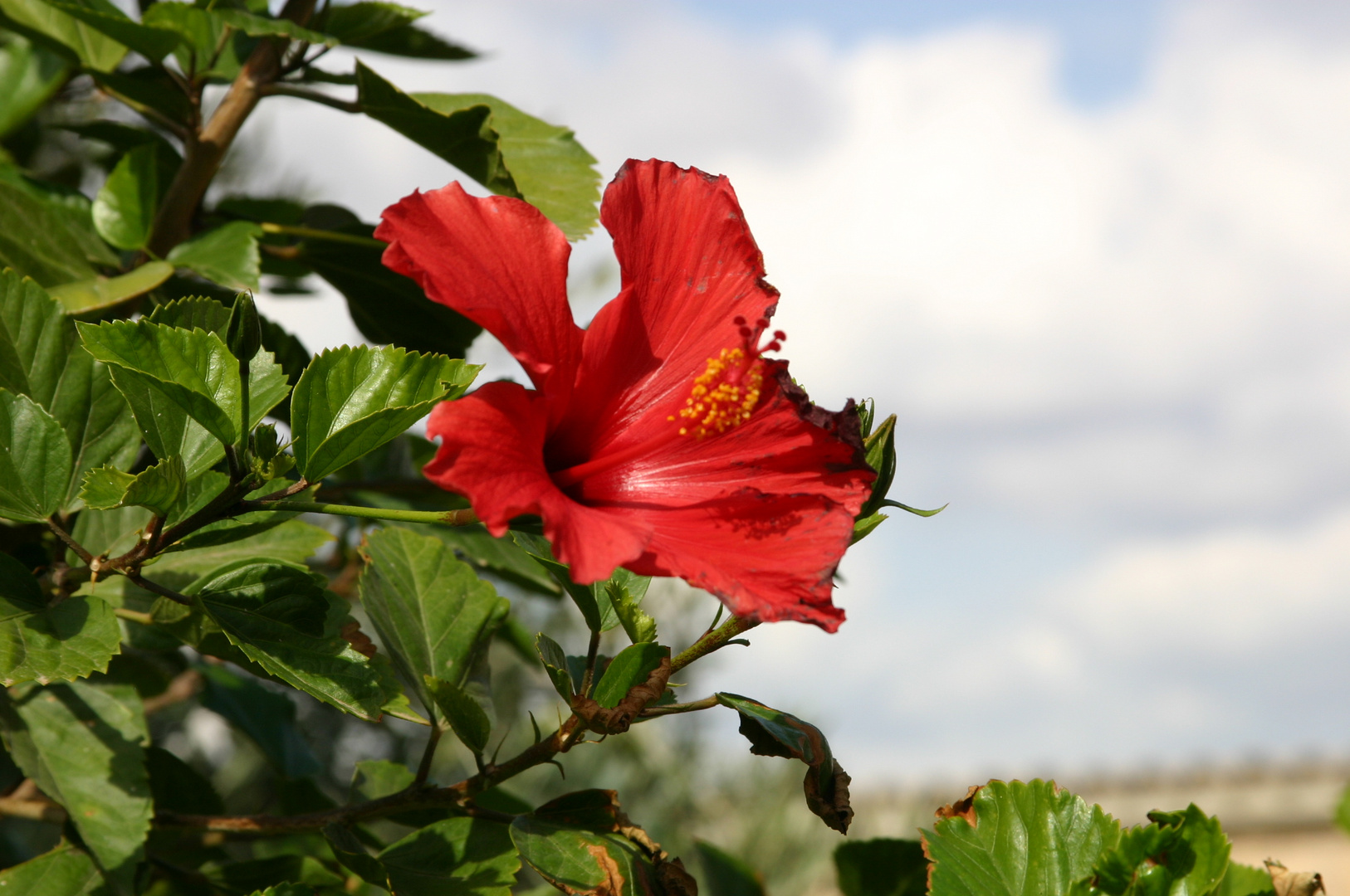 Wilde Blüte