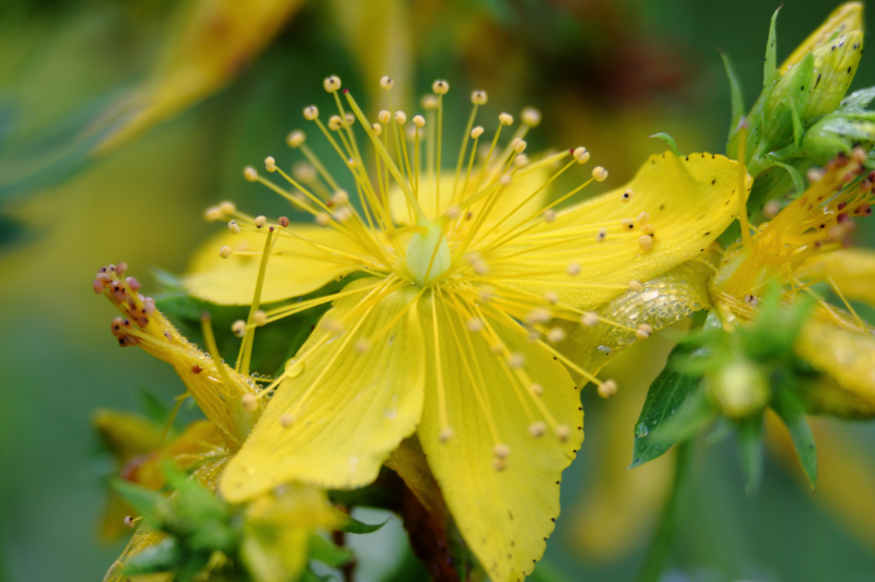 Wilde Blüte