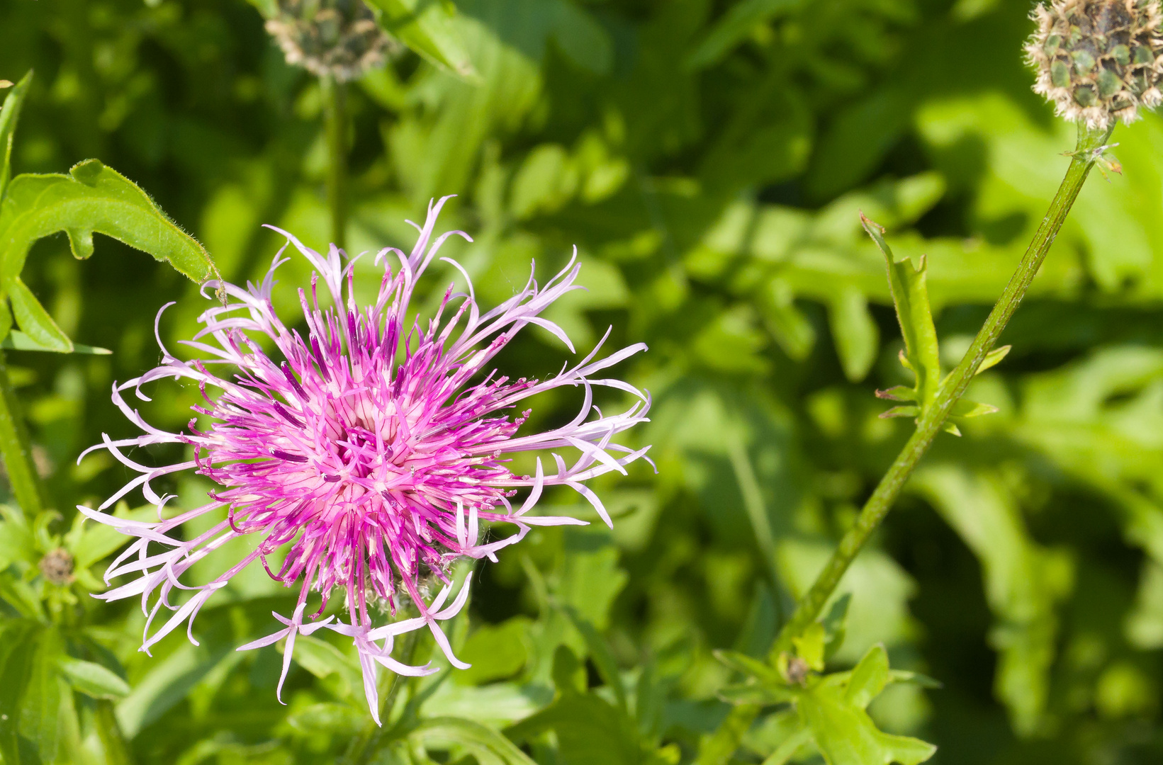 Wilde Blüte