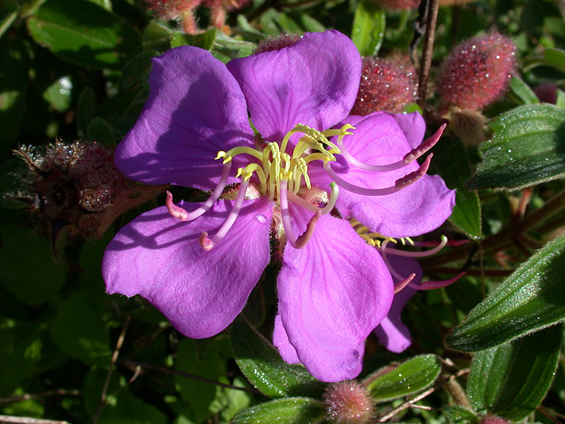 Wilde Blüte im Morgenlicht