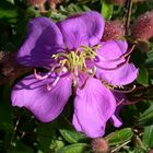 Wilde Blüte im Morgenlicht