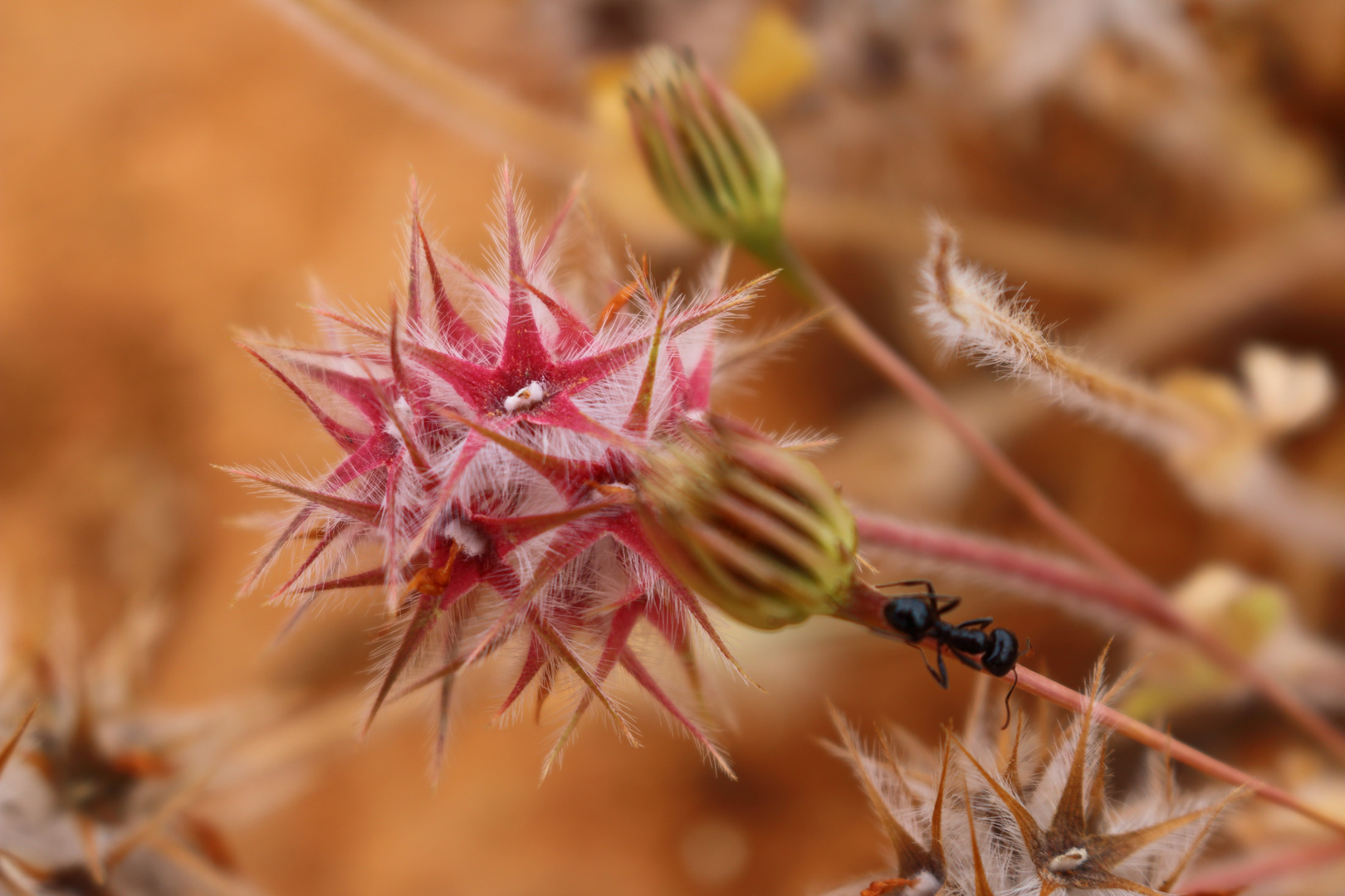 wilde Blüte in Portugal