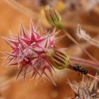 wilde Blüte in Portugal