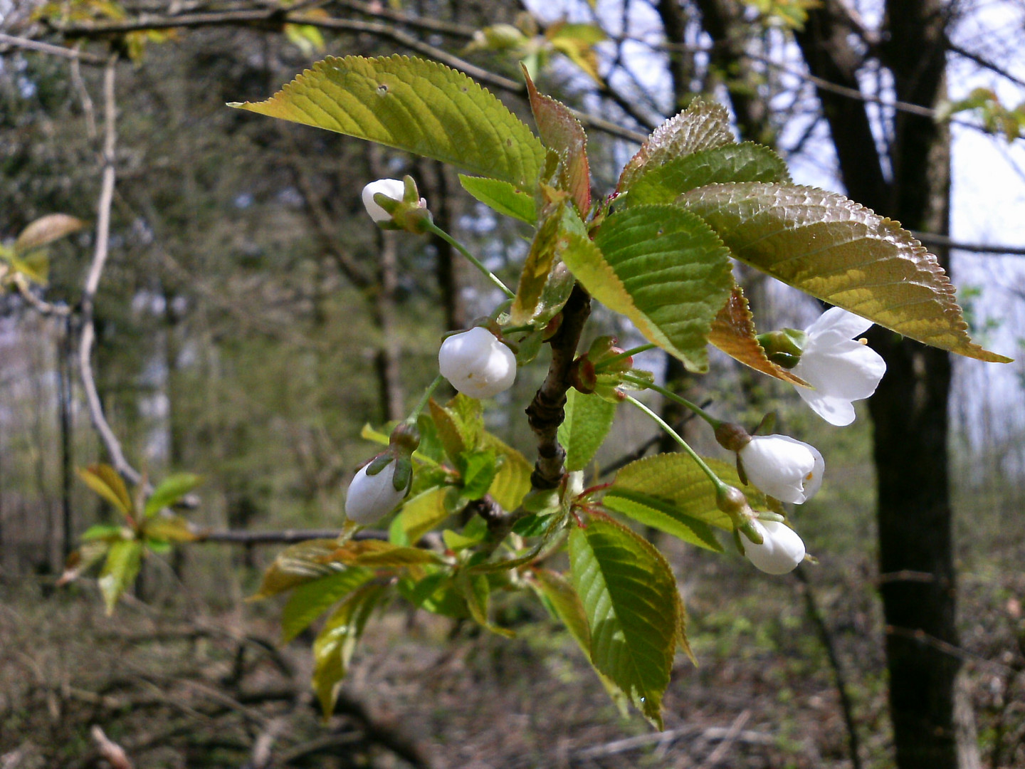 Wilde Blüten