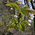 Wilde Blüten