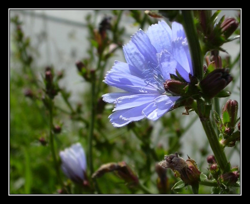 wilde Blume am Deich