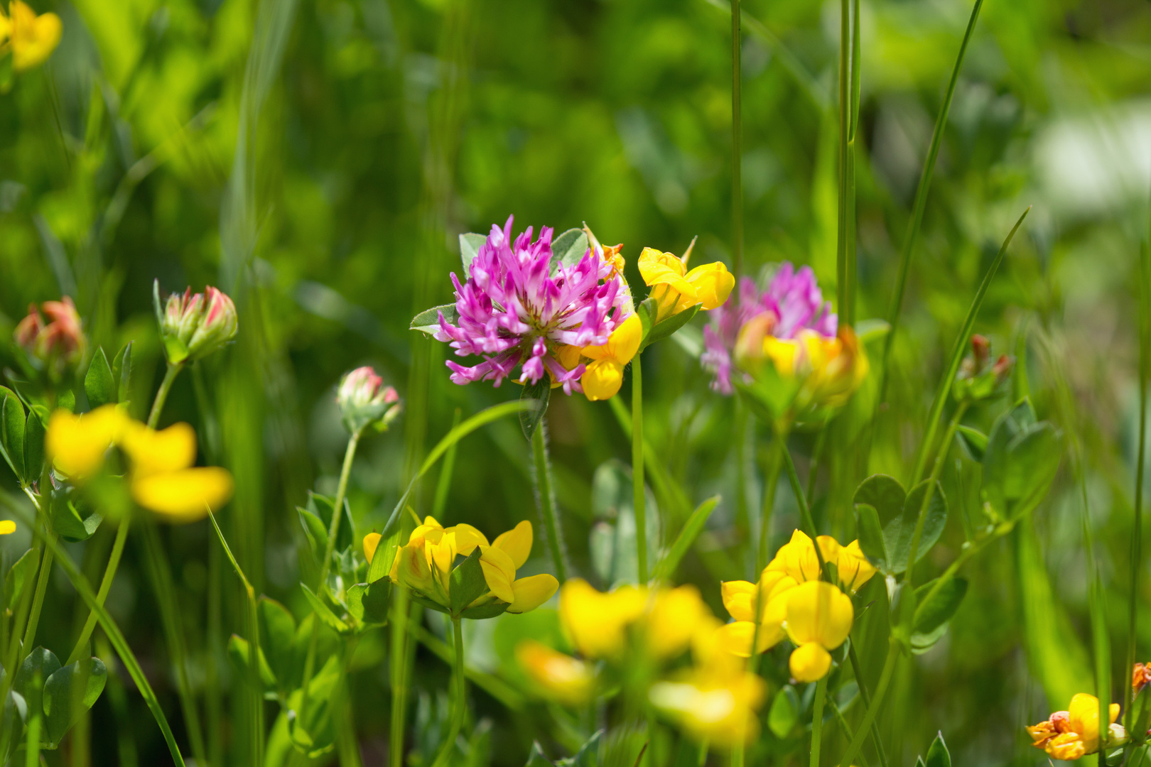 Wilde Blumen