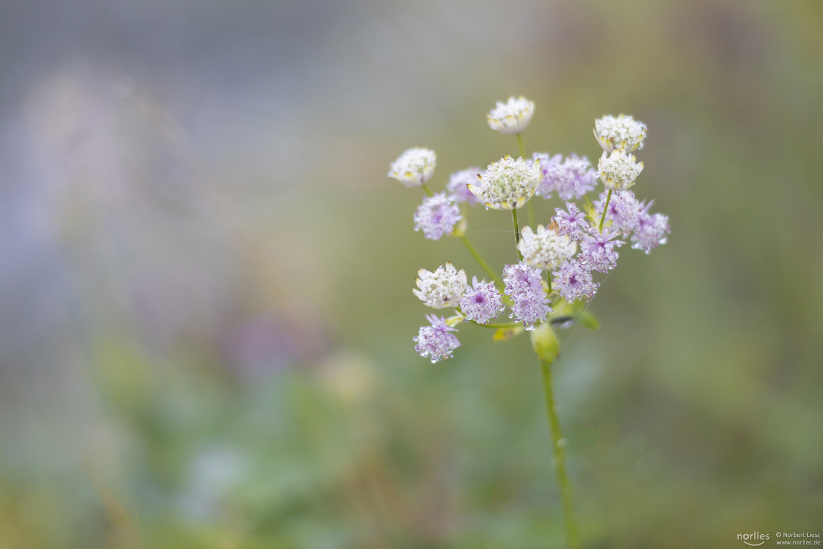 Wilde Blumen