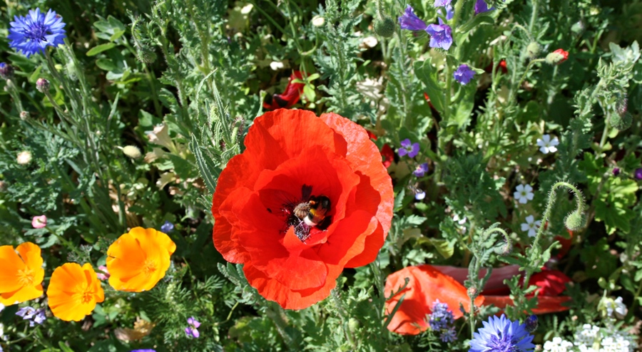 Wilde Blumen am Straßenrand