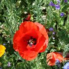 Wilde Blumen am Straßenrand