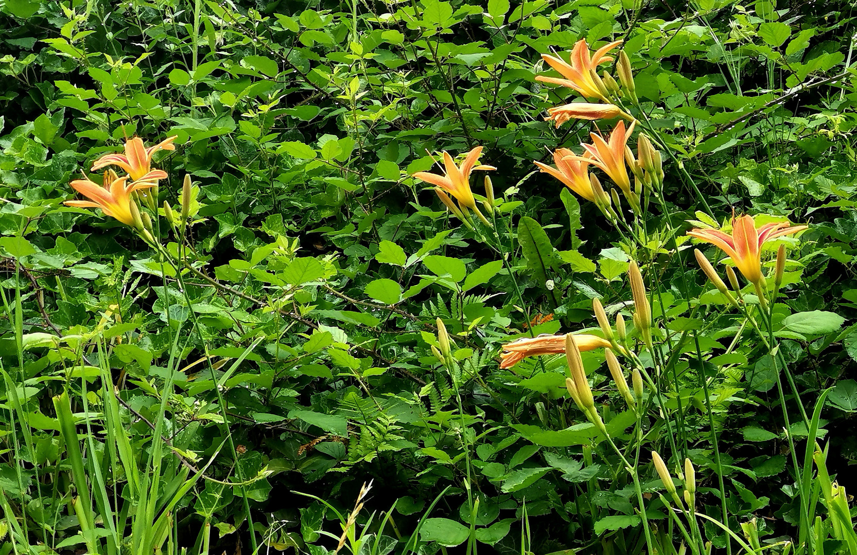 Wilde Blumen im Garten Foto & Bild deutschland, europe, saarland