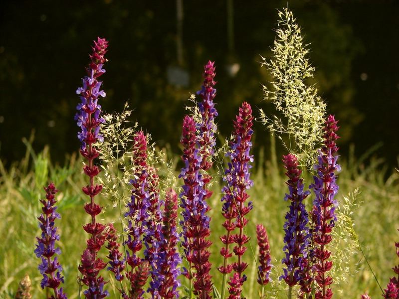 Wilde Blumen im Tiergarten Berlin