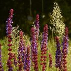 Wilde Blumen im Tiergarten Berlin