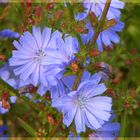 Wilde Blumen in Dänemark