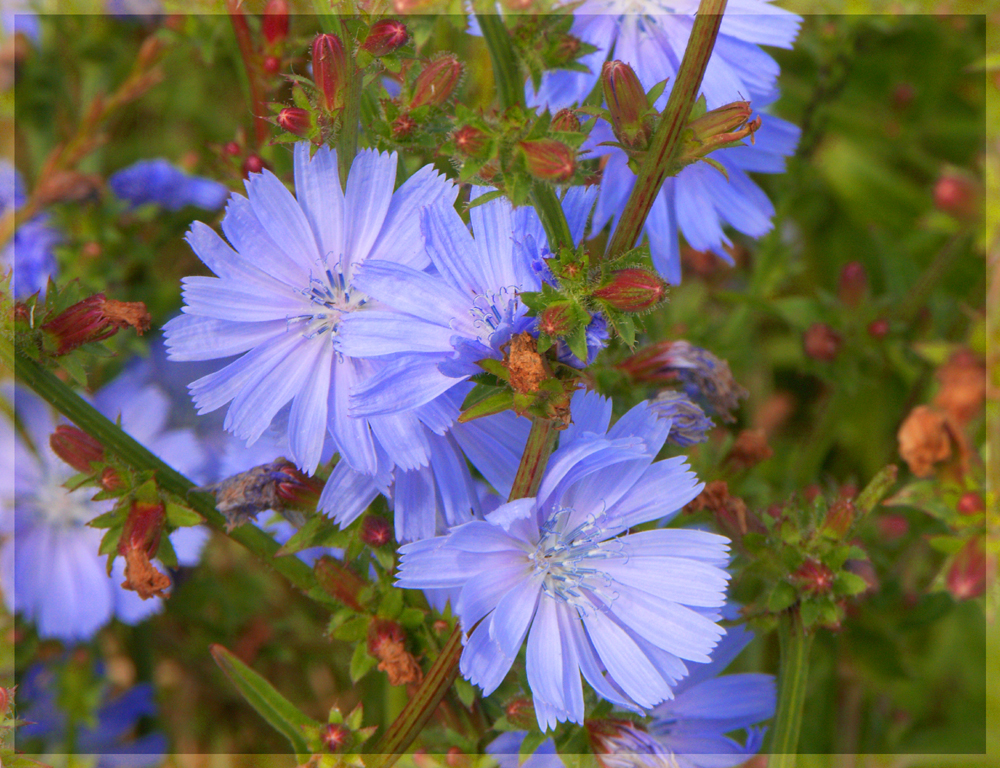 Wilde Blumen in Dänemark