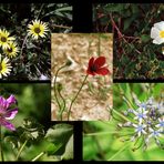 Wilde Blumen in der Algarve 3