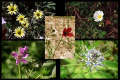 Wilde Blumen in der Algarve 3