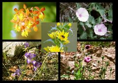 Wilde Blumen in der Algarve, 8