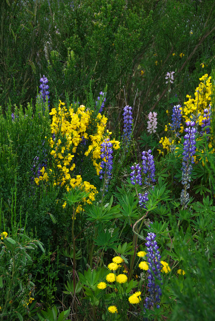 Wilde Blumen in Torres del Paine