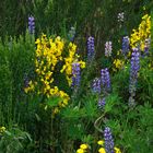 Wilde Blumen in Torres del Paine