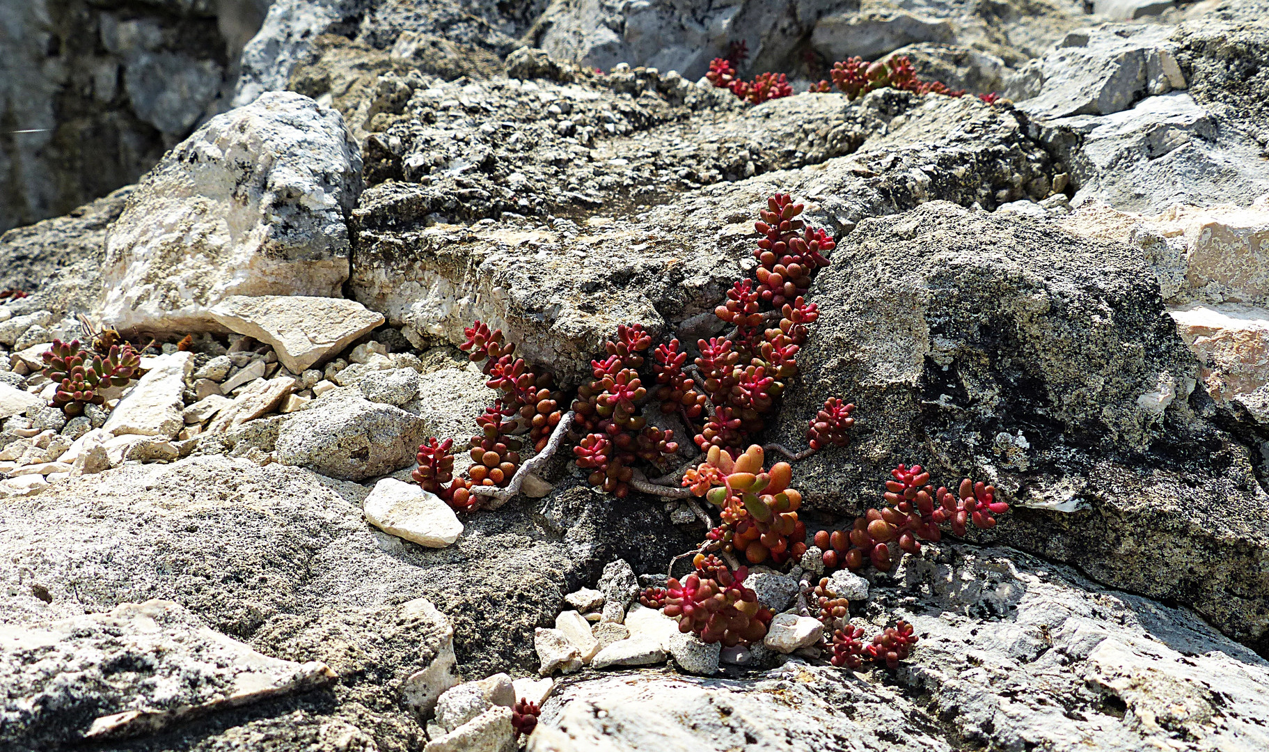 Wilde Blumen wachsen zwischen den Felsen