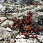 Wilde Blumen wachsen zwischen den Felsen