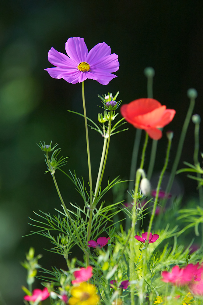 Wilde Blumengrüße...