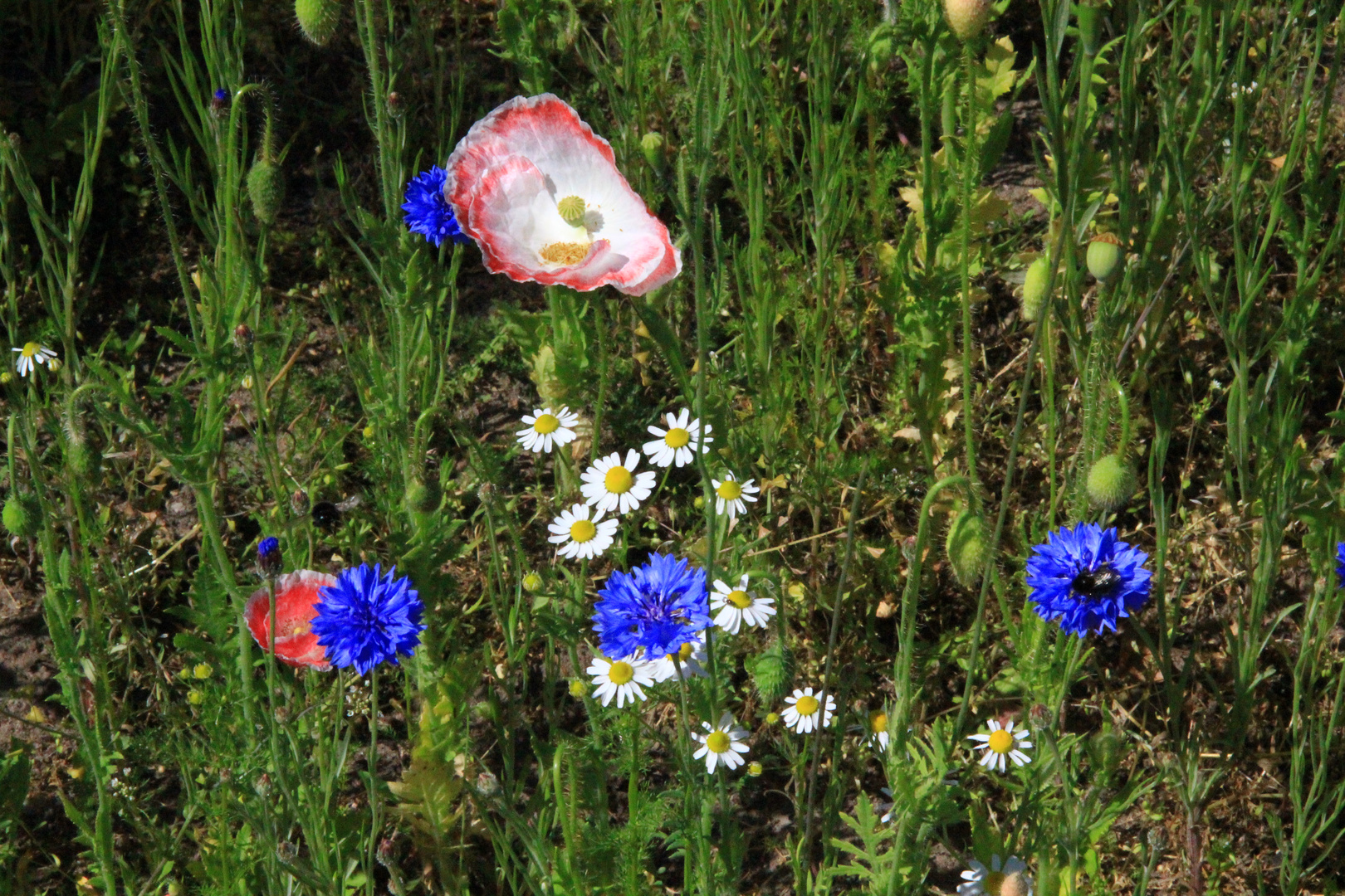 Wilde Blumenwiese