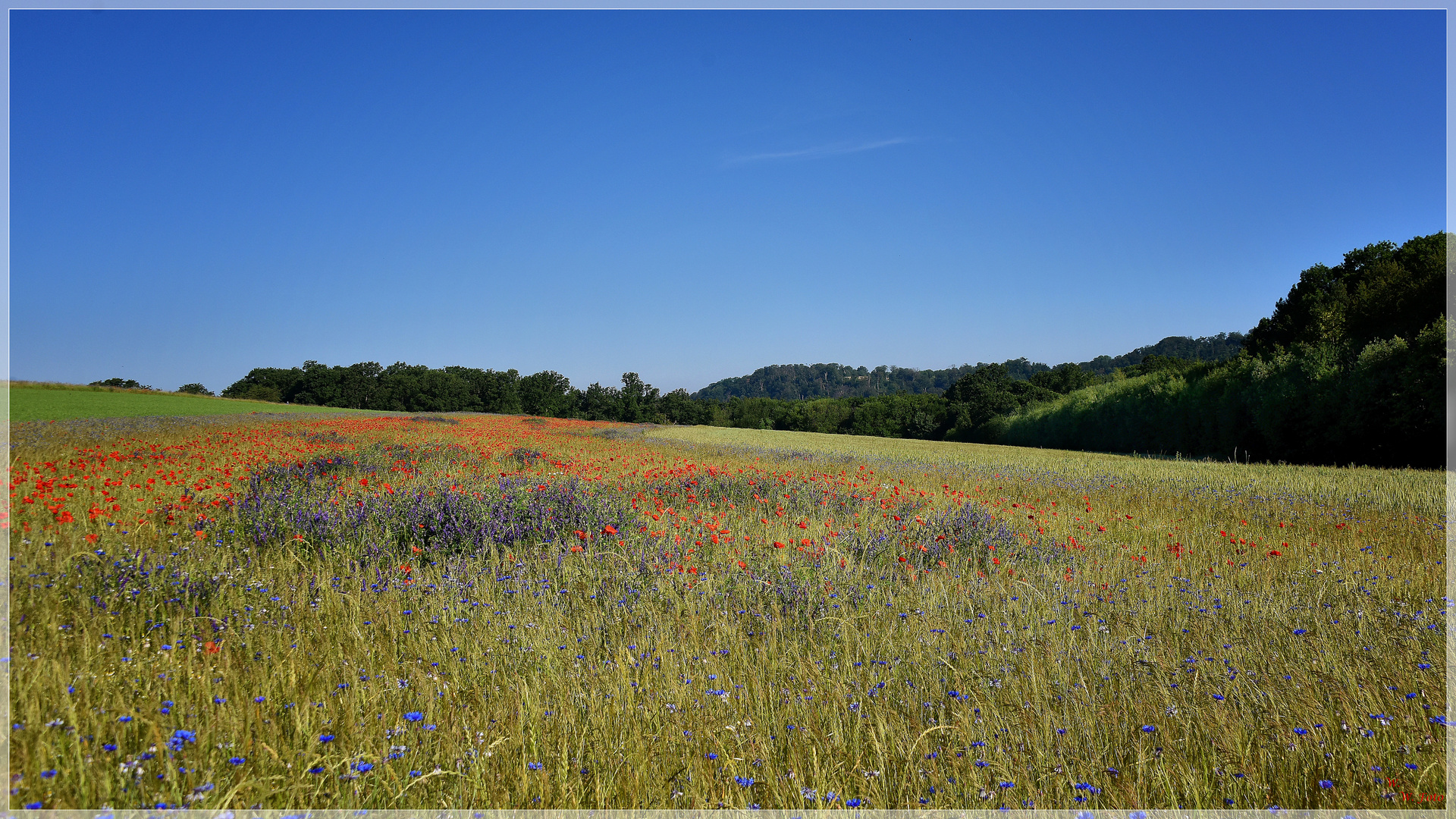 Wilde Blumenwiese