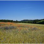 Wilde Blumenwiese