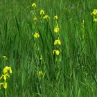 Wilde Blumenwiese