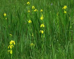 Wilde Blumenwiese