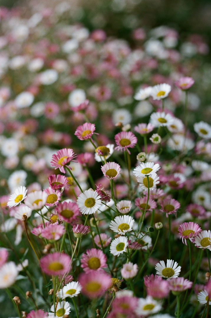 wilde Blumenwiese: Gänseblümchen