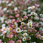 wilde Blumenwiese: Gänseblümchen