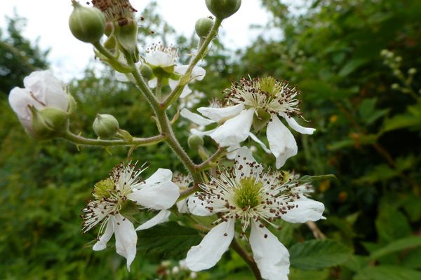 Wilde Brombeerblüten