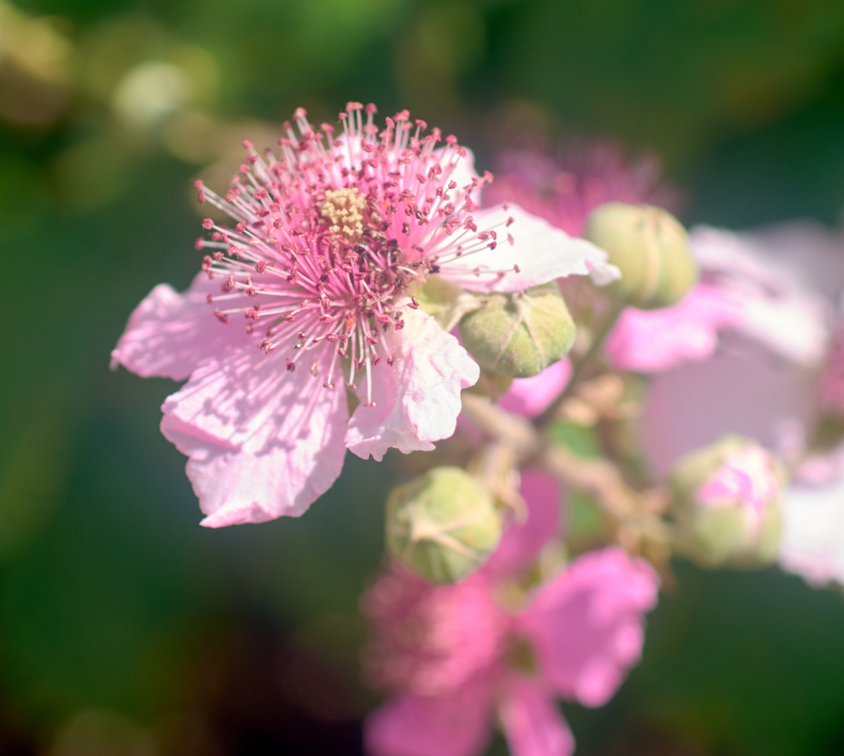 Wilde Brombeere