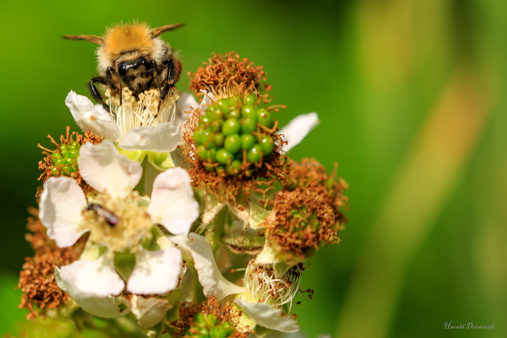 Wilde Brombeere mit Ackerhummel