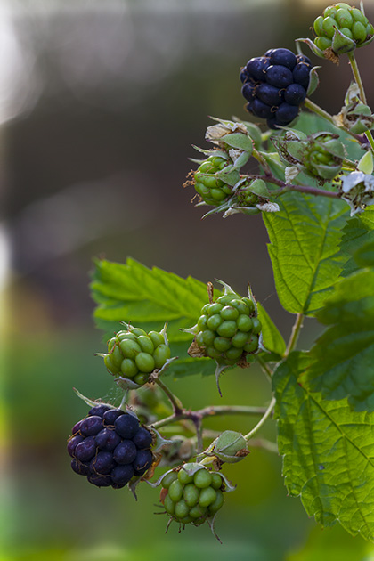 Wilde Brombeeren