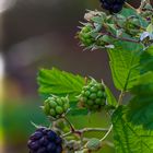 Wilde Brombeeren