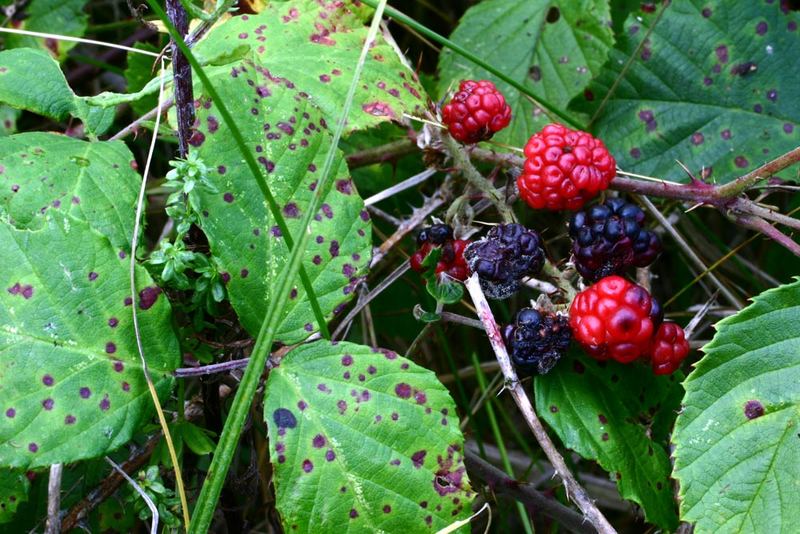 wilde Brombeeren