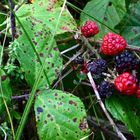 wilde Brombeeren