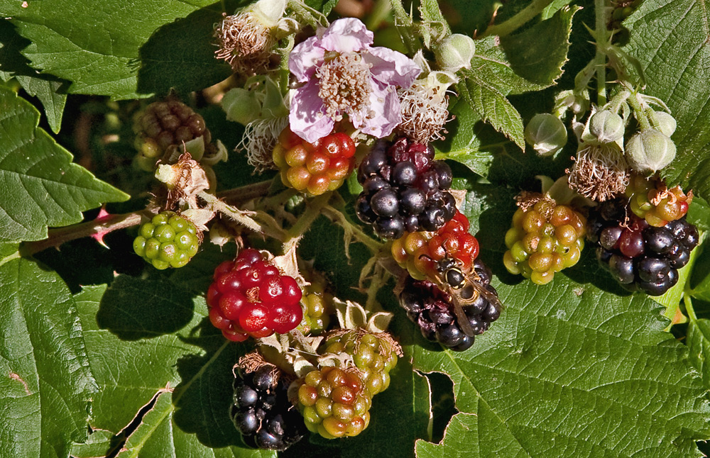 Wilde Brombeeren Foto & Bild pflanzen, pilze & flechten, früchte